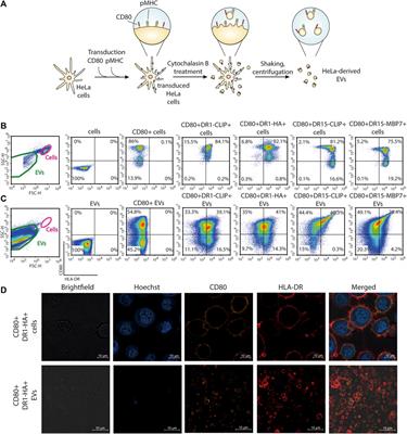 Genetically engineered CD80–pMHC-harboring extracellular vesicles for antigen-specific CD4+ T-cell engagement